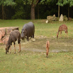 Help Rescue Animals Get Emergency Medical Care